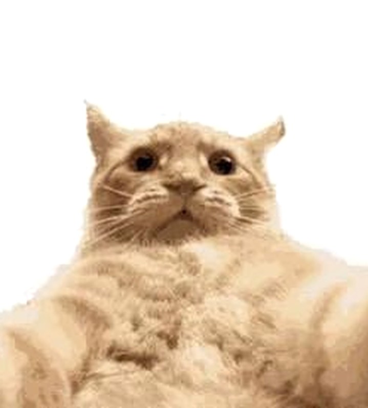 The same cat, blurred, as the snap came out